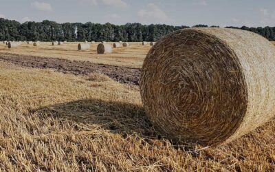 Bauen in der Landwirtschaft – Feld für Architekten und Bauingenieure